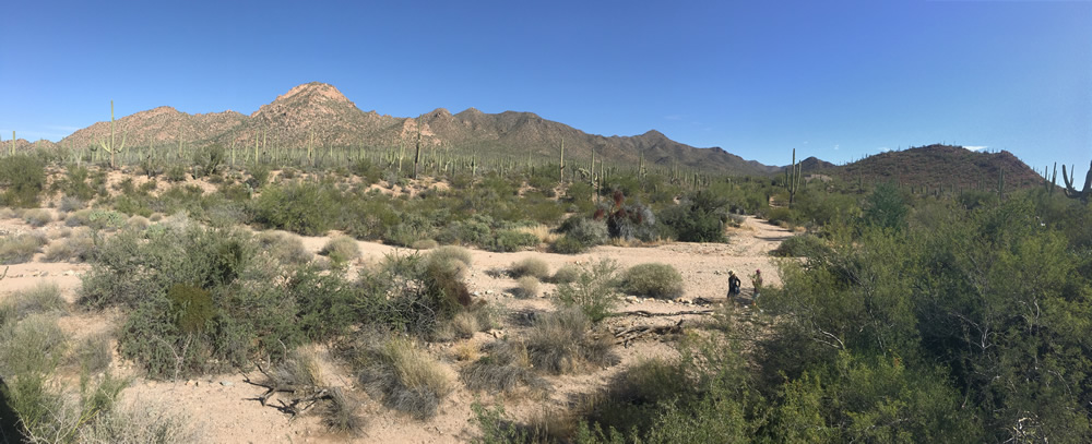 Saguaro National Park